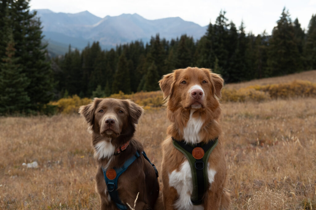 Brown and Red Orange Dog wearing harnesses from Wilder Dog