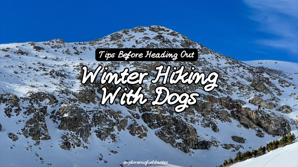 Winter Hiking With Dogs Featured Image with Mountain Background