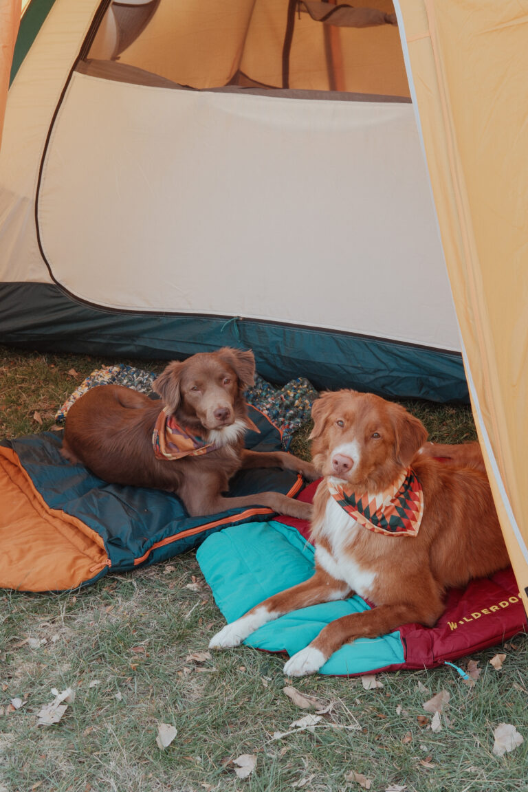 Two dogs are laying on sleeping bags outside the entrance of a yellow tent.