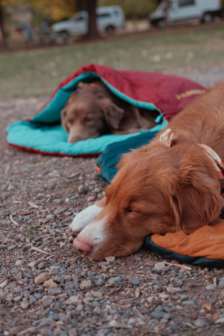 Two dogs are laying their heads on the ground in sleeping bags