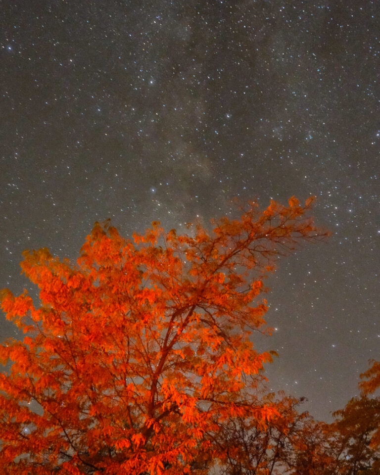 Capitol Reef Milky Way with illuminated fall tree