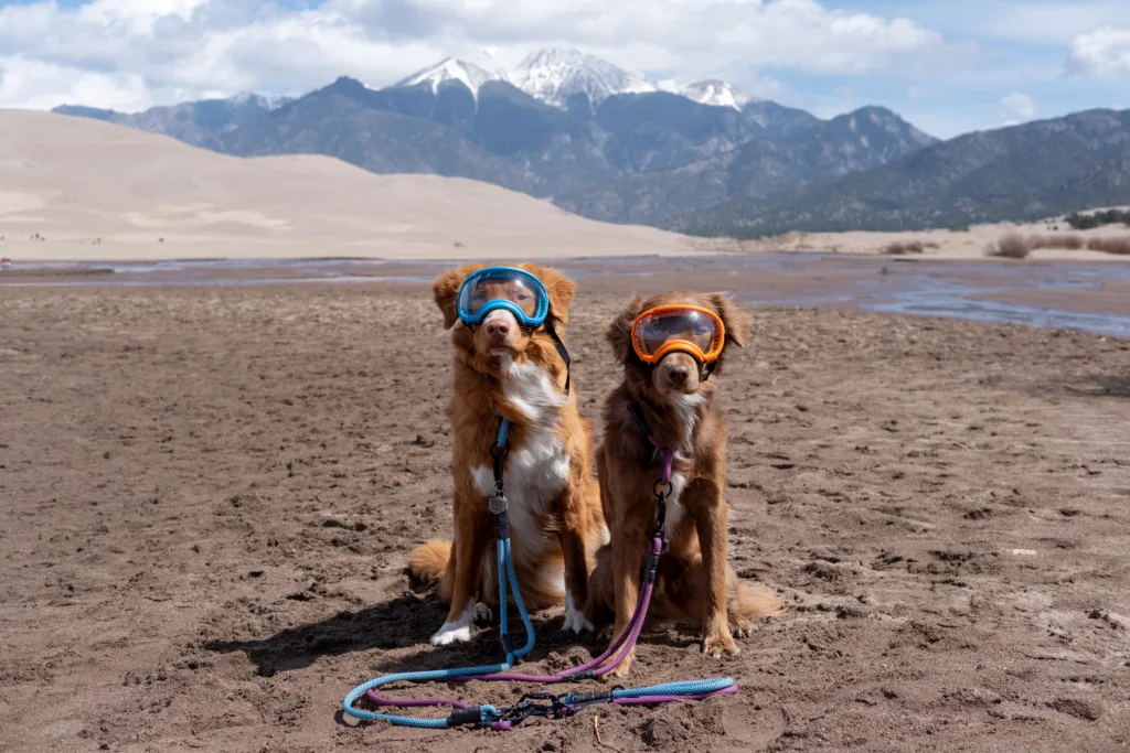 A Nova Scotia duck tolling retriever and a brown mutt sit in the sand wearing dog goggles. In the background is the San Juan mountain range and dunes. To the right is the Medano creek