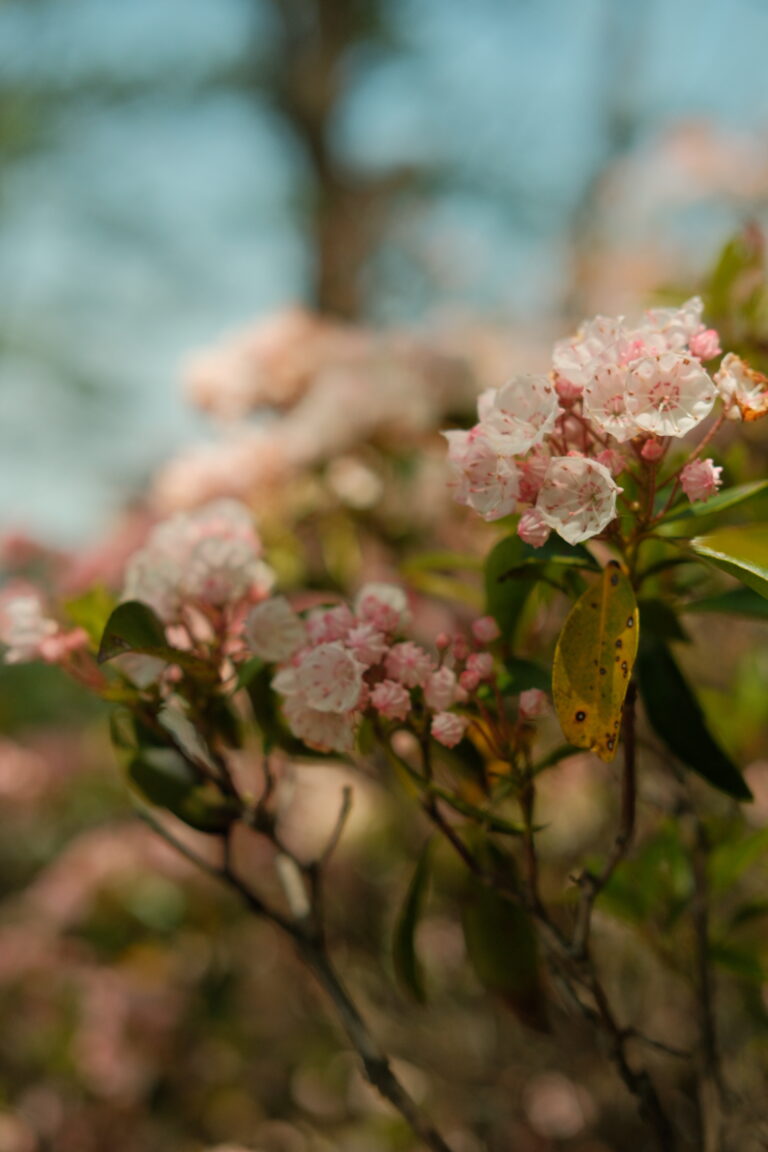 A photo of the mountain laurel blooms