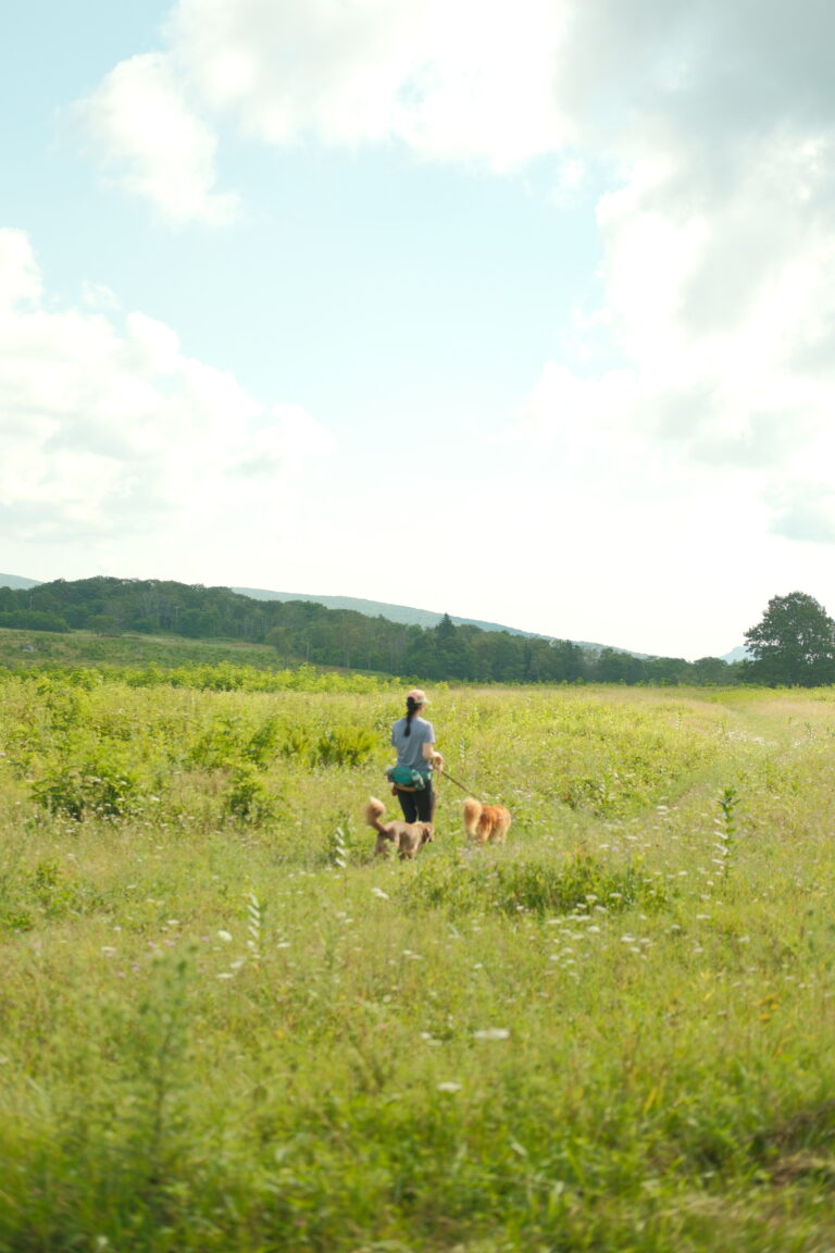 A girl is walking in a green field with two dogs on a leash.