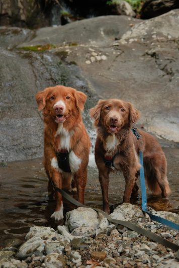 harness-waterproof-leash-1