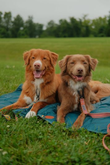Wilderdog Picnic Blanket