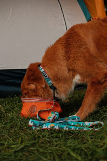 tamarack-leash-mando